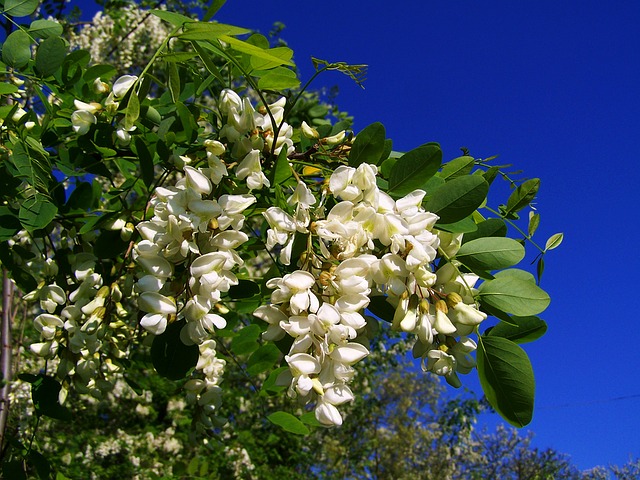 Robinia akacjowa